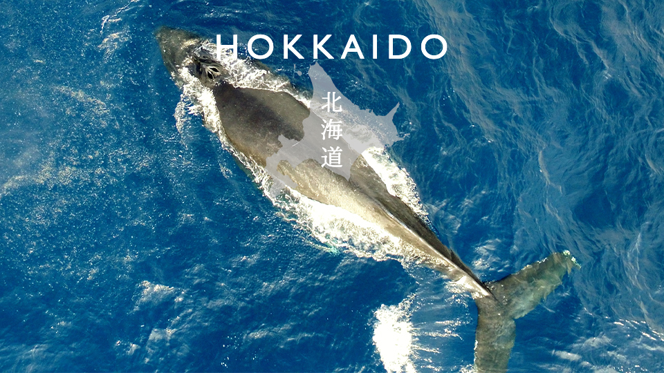 Read more about the article Hokkaido “whale” Drone movie