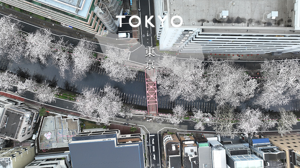 Read more about the article Tokyo “Meguro River Sakura” Drone movie