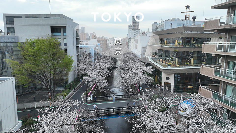 Read more about the article Tokyo “Meguro River Sakura” Drone movie2