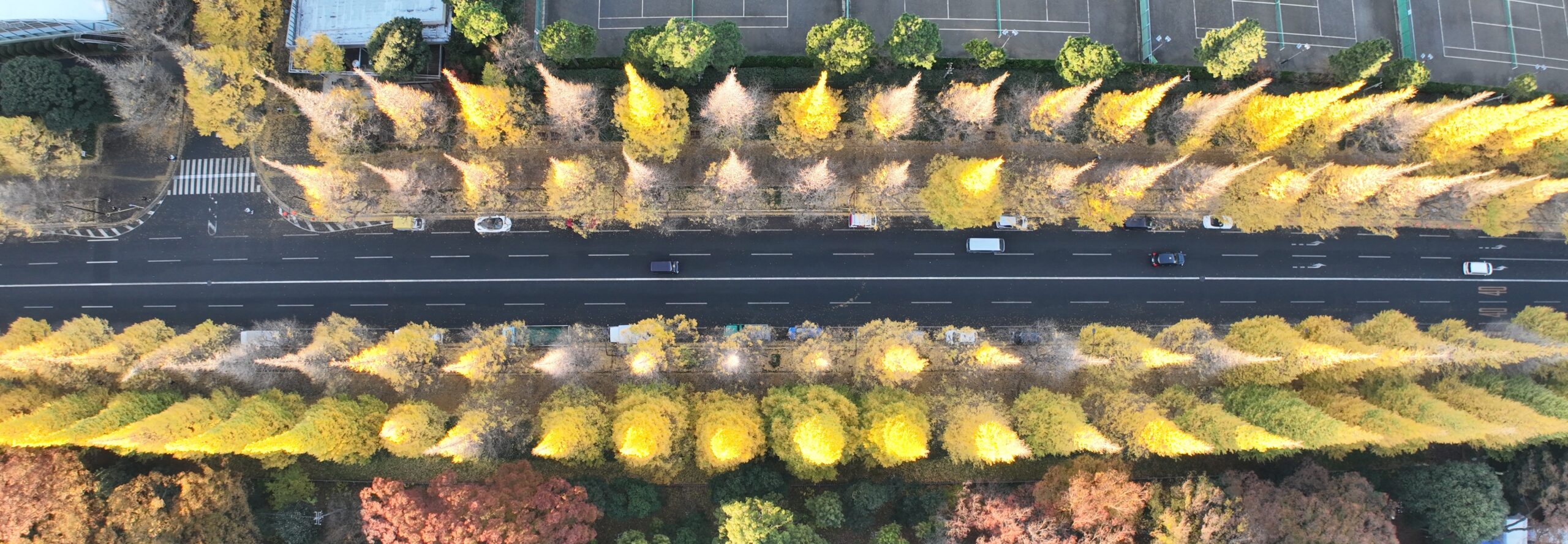 記事の詳細を読む 東京・明治神宮外苑イチョウ並木ライトアップイベント