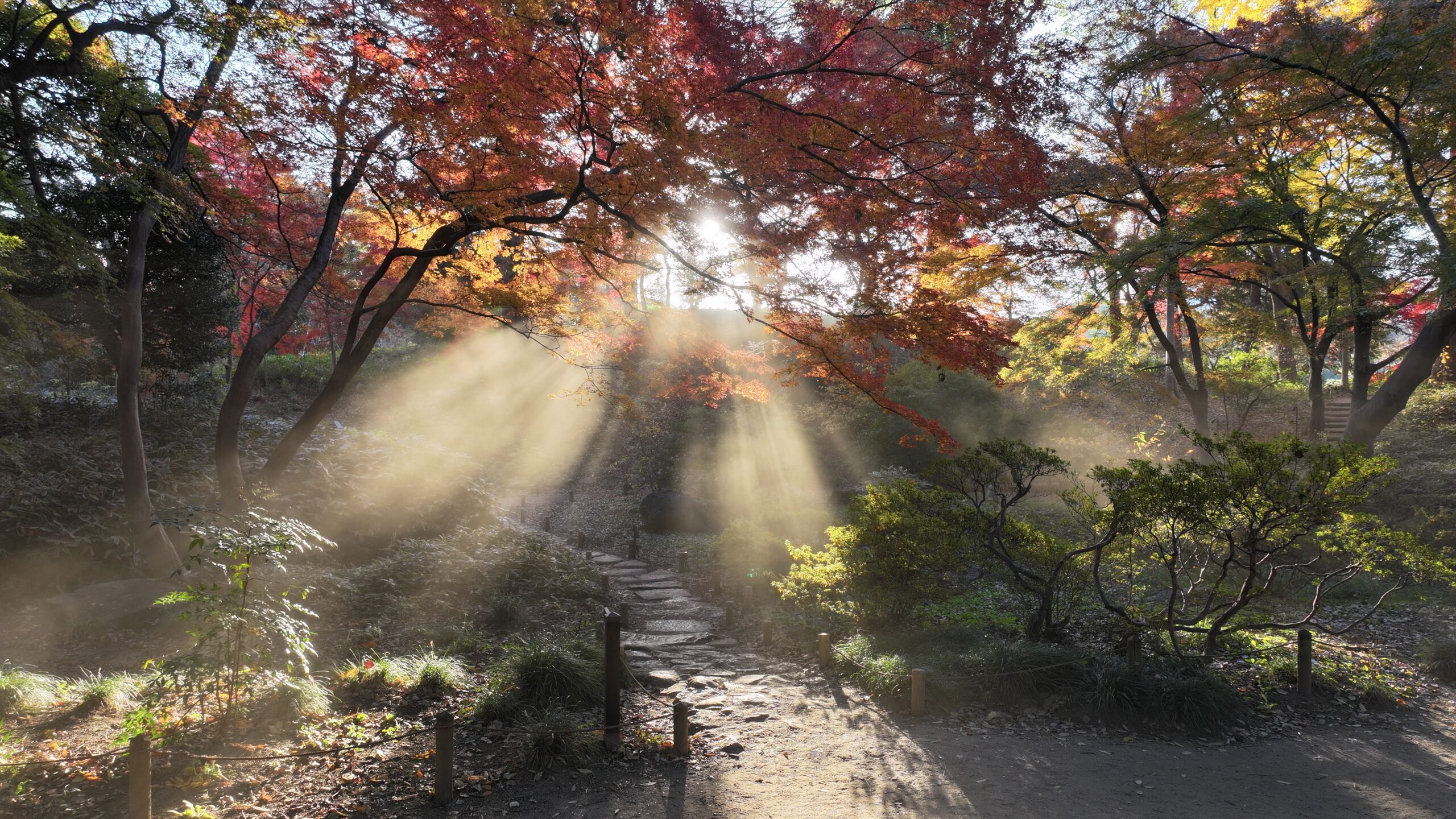 Read more about the article 東京都「六義園」ドローン撮影特別許可