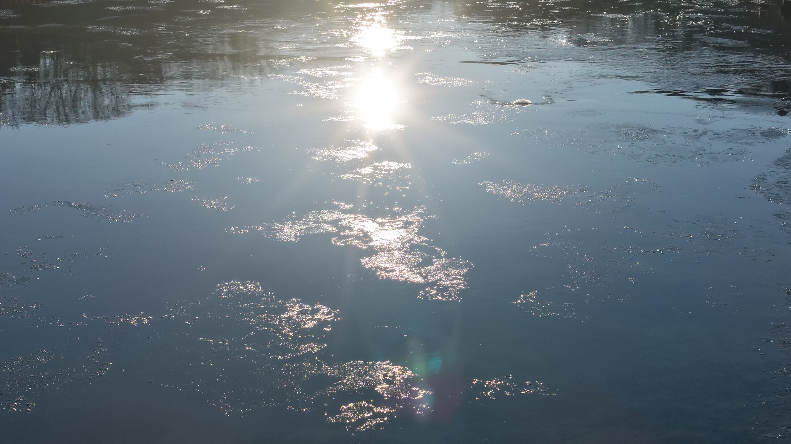 Read more about the article 冬の久慈川を幻想的に彩る「シガ」のドローン撮影に成功しました。